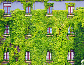 France, Brittany, Morbihan, Rochefort en Terre, center window of a building in the disappearing plants