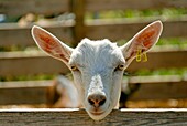France, Herault department, a breeder of goats