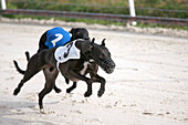 France. Greyhounds during a race