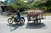 A motorbike rider transports pig in North Vietnam, Vietnam, South East Asia, Asia
