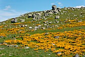 France, Languedoc Roussillon, landscape of Mount Lozere