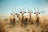 New York - Manhattan - Upper West Side - The American museum of natural history - Naturalized Gazelles Oryx ( or Gemsboks)