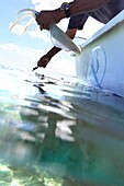 Indian ocean, Mauritius, Fisherman catching a cuttlefish, low angle view