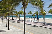 PALM TREES SOUTH SEABREEZE BOULEVARD BEACH FORT LAUDERDALE FLORIDA USA