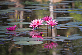 Water Lillies In Pond, Angkor,Siem Reap,Cambodia