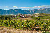 Vineyards And View Of Laguardia, Basque Country, Spain