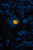 Moon Rising Behind Old Oak Tree, Petersfield, Hampshire, Uk