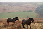 Pastoral Scenes With Horses On Misty Exmoor Day, United Kingdom