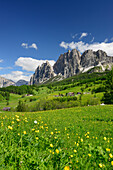 Trollblumen vor Pomagagnon-Gruppe über Cortina, Cristallogruppe, Dolomiten, UNESCO Weltnaturerbe Dolomiten, Venetien, Venezien, Italien