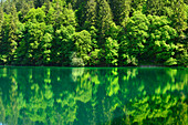 Laubbäume spiegeln sich im Lago Tovel, Lago Tovel, Brentagruppe, Brenta, Dolomiten, UNESCO Weltnaturerbe Dolomiten, Trentino, Italien