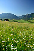 Flowering meadow and haystack above valley of Oberammergau, Laber and Kofel in background, Oberammergau, Ammergau range, Bavarian Alps, Upper Bavaria, Bavaria, Germany