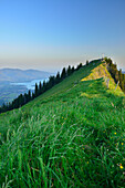Meadow at the summit of Bodenschneid, lake Tegernsee in the background, Bodenschneid, Spitzing, Bavarian Alps, Upper Bavaria, Bavaria, Germany