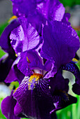 Violett coloured iris blossom with water drops, Germany