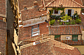Blick vom Torre Guinigi auf die Dächer von Lucca, Toskana, Italien