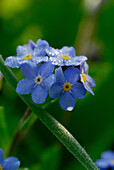 Pearls of dew covering a forget-me-not, Germany