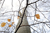 Brown autumn beech leaves on delicate branches in a beech forest in winter with unsharp beeches in fog, Central Hesse, Germany