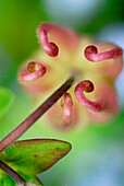 Blick auf Akelei Blüte von oben, Macro Aufnahme, partielle Unschärfe, Deutschland