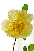 Yellow wild rose in front of a white background, Delicate petals of a blossom, Germany