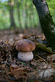 kleiner Steinpilz mit Eichenlaub und unscharfem Laubwald im Hintergrund, Mittelhessen, Hessen, Deutschland