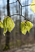 Young beech leaves in a beech forest in Spring, Central Hesse, Germany