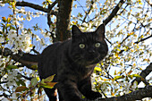 Gark grey cat, tom cat looking for birds in a blossoming cherry tree, Germany