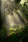 Forest path with backlight, beams of sunlight passing through tree branches, mystic fog, Hesse, Germany