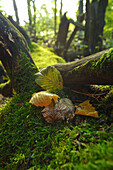 Early autumn forest with autumn leaves on a mossy fallen trunk, unsharp beech trees in the background, Central Hesse, Germany