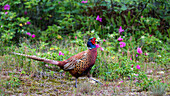 Fasan, Männchen, Phasianus colchicus, Ostfriesische Inseln, Deutschland, Europa