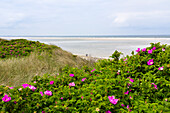 Dunes with roses, Rosa rugosa, Spiekeroog Island, National Park, North Sea, East Frisian Islands, East Frisia, Lower Saxony, Germany, Europe