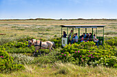 Museumspferdebahn, Spiekeroog, Ostfriesische Inseln, Nationalpark Niedersächsisches Wattenmeer, Nordsee, Ostfriesland, Niedersachsen, Deutschland, Europa