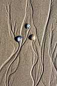 Three sea shells on the beach, Spiekeroog Island, Nationalpark, North Sea, East Frisian Islands, East Frisia, Lower Saxony, Germany, Europe