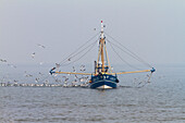 Fishingboat with gulls off Norderney Island, Nationalpark, North Sea, East Frisian Islands, East Frisia, Lower Saxony, Germany, Europe