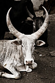 Cattle, Ethiopia