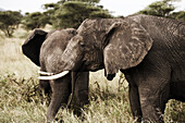 Two elephants, Udzungwa Mountains National Park, Tanzania