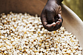 Hand above a bowl with grains of corn, Magadala, Mali