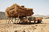 Herd of cattle under a shelter with hay, Dogon land, Mopti Region, Mali