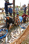 Iridescent shark breeding farm at river Mekong, near of Long Xuyen, An Giang Province, Vietnam