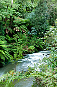 Kühltemperierter Regenwald entlang des Errinundra River, Errinundra Nationalpark, Victoria, Australien