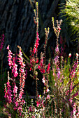 Blühende Heide, Coobracambra Nationalpark, Victoria, Australien