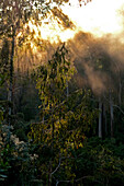 Morgenstimmung im Urwald, East Gippsland, Victoria, Australien