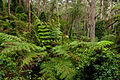 Üppiger Wald in der Martins Creek Reserve, East Gippsland, Victoria, Australien