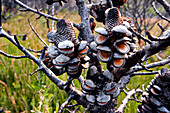 Banksi bush after a bush fire, Croajingolong National Park, Victoria, Australia