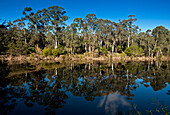 Genoa River mit Spiegelung der Bäume, East Gippsland, Victoria, Australien