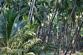 Sonnenlicht fällt durch das Blätterdach einer Kokosnussplantage, Agonda, Goa, Indien
