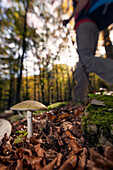 Young woman with backpack hiking through beech forest in autumn, Triglav National Park, Slovenia