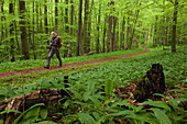 Young woman hiking through a beech forest, National Park Hainich, Thuringia, Germany