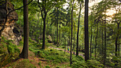 Junge Frau wandert im Wald, Nationalpark Sächsische Schweiz, Sachsen, Deutschland