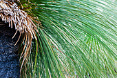 Partially burned grass tree, Wilsons Promontory, Victoria, Australia