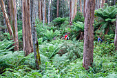 Hikers in a forest, Baw Baw Plateau, Baw Baw National Park, Victoria, Australia