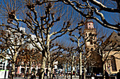 Trees on the Hauptwache square, Frankfurt, Hesse, Germany